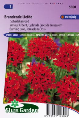 Semená kvetov Kohútik plamenný Lychnis chalcedonica 0,2 g cca 400 semien